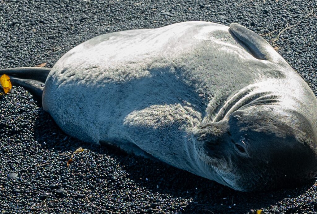 Monk Seal resting at Kiholo Bay