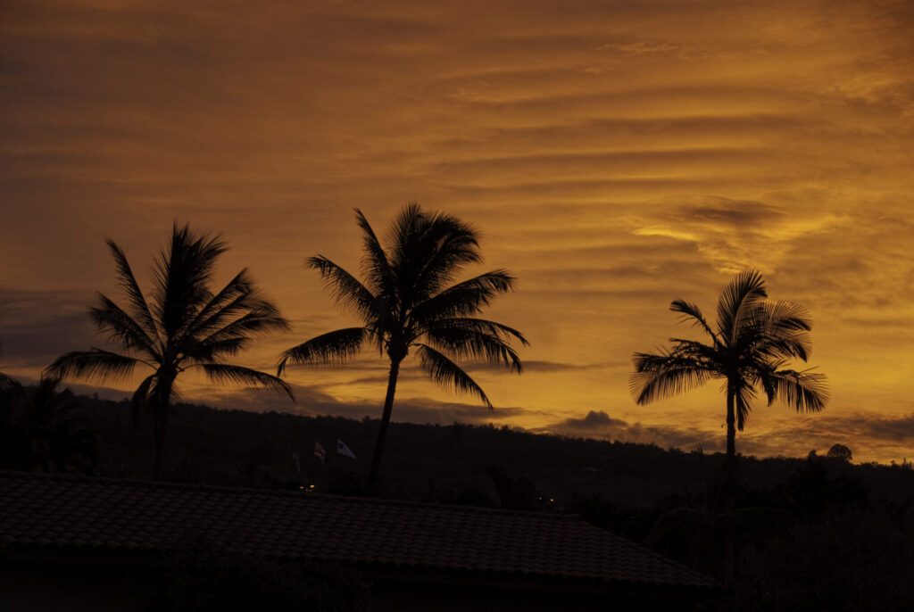 Sunset with Palm Trees