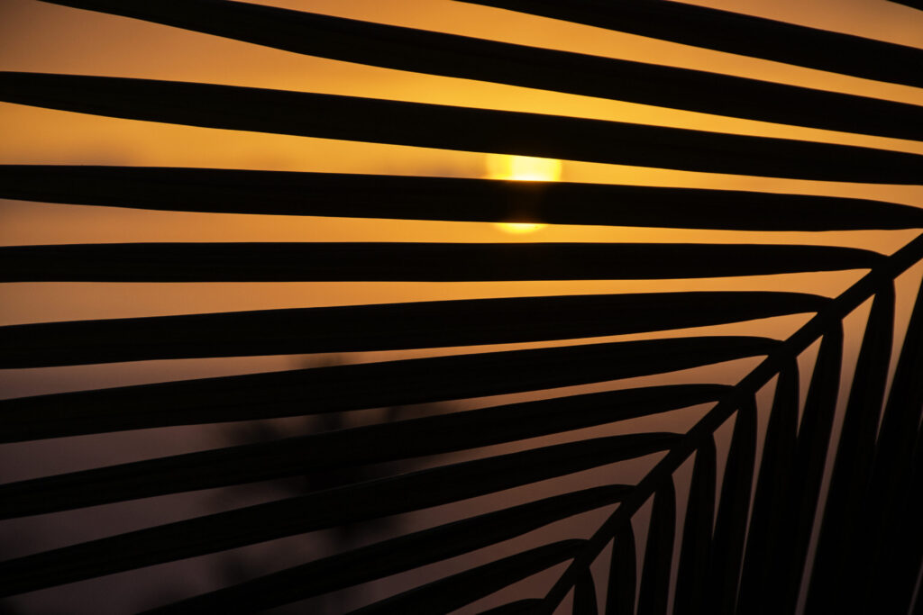 Sunset Through Palm Frond