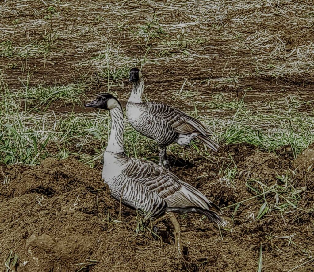 Nene Geese